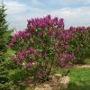 Ludwig Spaeth Lilac #2 - Image 2